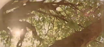 樹のヴィジョン１