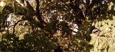 樹のヴィジョン５